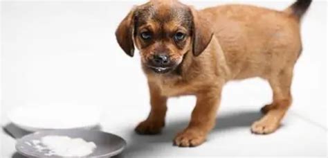 狗 狗 可以 吃 人 的 益生 菌 嗎
